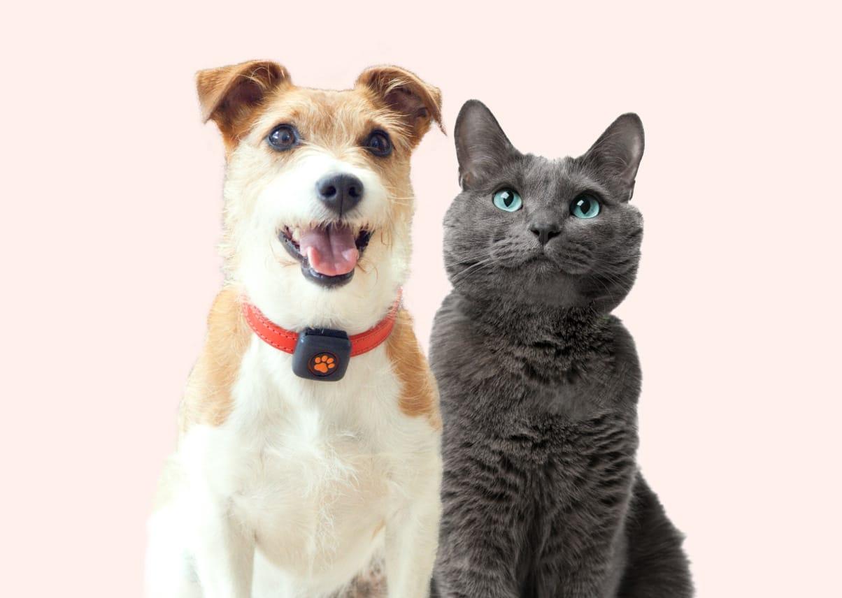 How Much Dog Insurance Do I Need